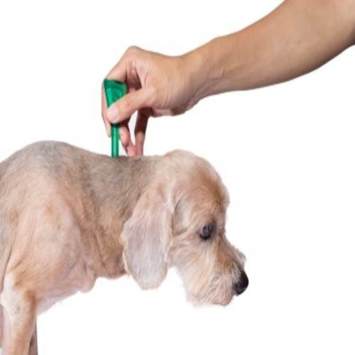 Dog Flea and Tick Prevention