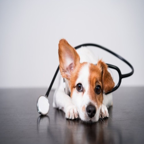 Dog Health and Wellness