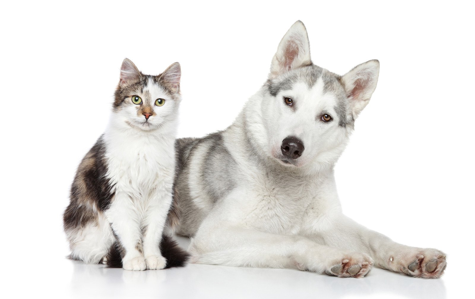 Shop Paws and Purrs