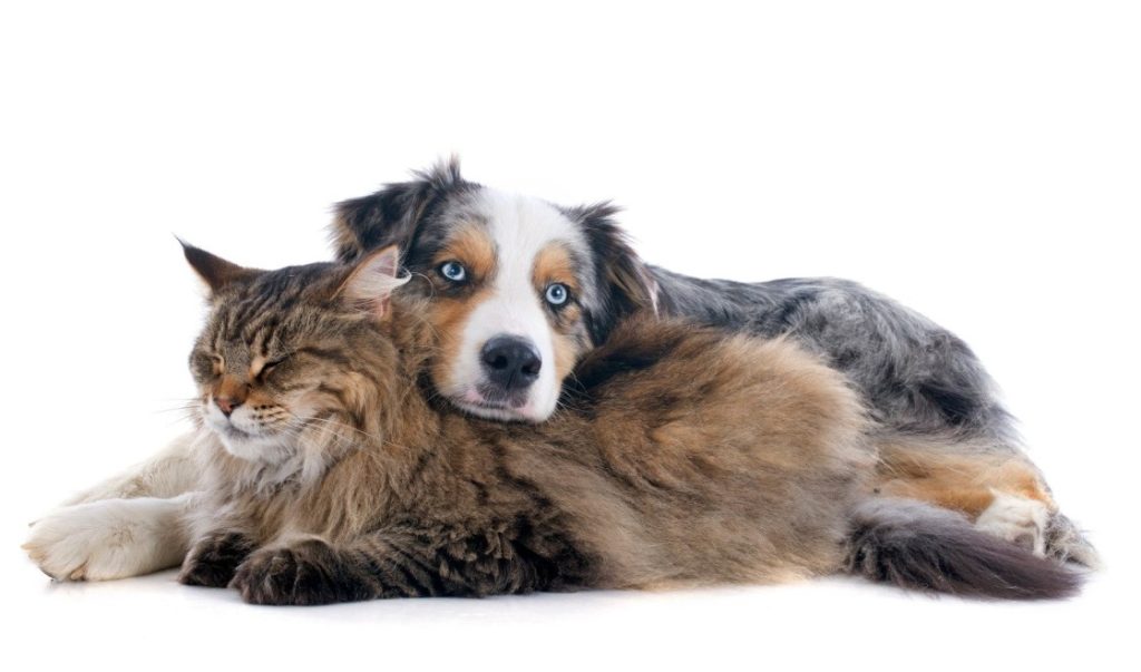 forever home