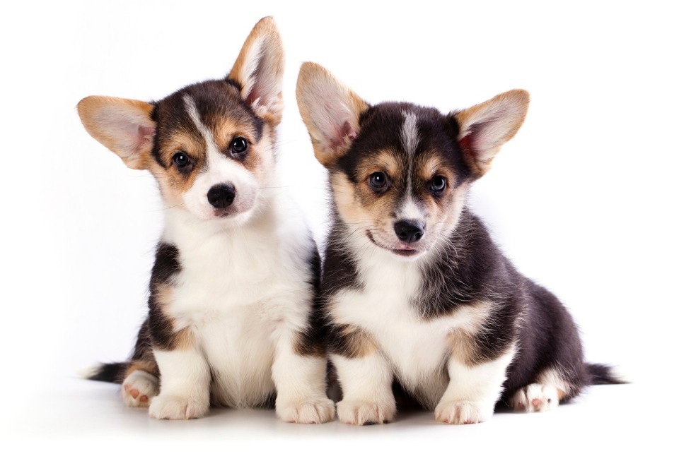 Puppy Love